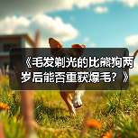 《毛发剃光的比熊狗两岁后能否重获爆毛？》（从无毛到爆毛，比熊狗恢复蓬松毛发的秘密揭秘！）(图1)