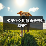 兔子什么时候需要开始磨牙?(图2) 兔子什么时候需要开始磨牙?(图2)