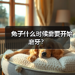 兔子什么时候需要开始磨牙?(图3) 兔子什么时候需要开始磨牙?(图3)