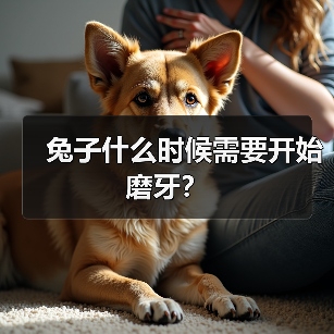 兔子什么时候需要开始磨牙？ - 新生家伴