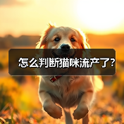 怎么判断猫咪流产了?(图3) 怎么判断猫咪流产了?(图3)