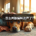 怎么判断猫咪流产了?(图4) 怎么判断猫咪流产了?(图4)