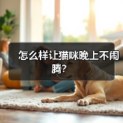 怎么样让猫咪晚上不闹腾？(图2)