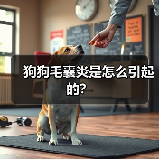 狗狗毛囊炎是怎么引起的？ - 新生家伴