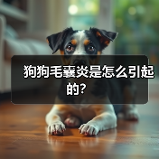 狗狗毛囊炎是怎么引起的? 狗狗毛囊炎是怎么引起的?(图3)
