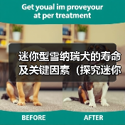 迷你型雪纳瑞犬的寿命及关键因素（探究迷你型雪纳瑞犬的预期寿命和影响因素）(图2)