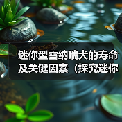 迷你型雪纳瑞犬的寿命及关键因素（探究迷你型雪纳瑞犬的预期寿命 - 新生家伴