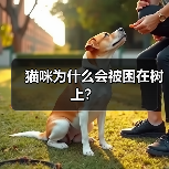 猫咪为什么会被困在树上？(图4)