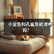 小金鱼和孔雀鱼能混养吗？(图3)