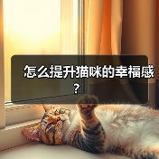 怎么提升猫咪的幸福感?(图2) 怎么提升猫咪的幸福感?(图2)