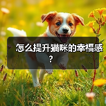 怎么提升猫咪的幸福感?(图3) 怎么提升猫咪的幸福感?(图3)