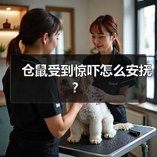 仓鼠受到惊吓怎么安抚？(图3)