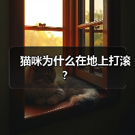 猫咪为什么在地上打滚？(图3)