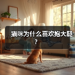 猫咪为什么喜欢抱大腿?(图4) 猫咪为什么喜欢抱大腿?(图4)