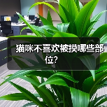 猫咪不喜欢被摸哪些部位？ - 新生家伴