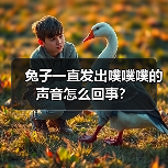 兔子一直发出噗噗噗的声音怎么回事？(图4)
