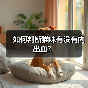 如何判断猫咪有没有内出血？(图2)