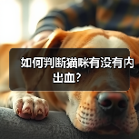 如何判断猫咪有没有内出血？ - 新生家伴