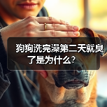 狗狗洗完澡第二天就臭了是为什么?(图4) 狗狗洗完澡第二天就臭了是为什么?(图4)