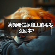 狗狗老是舔腿上的毛怎么回事？(图3)