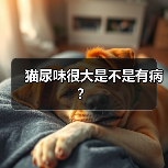 猫尿味很大是不是有病？(图4)