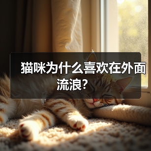 猫咪为什么喜欢在外面流浪? 猫咪为什么喜欢在外面流浪?(图4)
