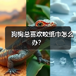 狗狗总喜欢咬纸巾怎么办？(图2)
