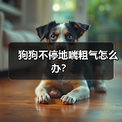 狗狗不停地喘粗气怎么办？(图3)