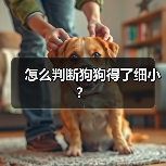 怎么判断狗狗得了细小?(图3) 怎么判断狗狗得了细小?(图3)