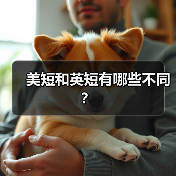美短和英短有哪些不同？(图4)