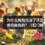 为什么狗狗洗澡了还是感觉臭臭的？（肛门腺问题可能是原因） - 新生家伴