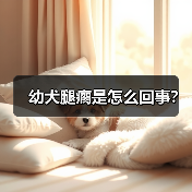 幼犬腿瘸是怎么回事？(图3)
