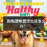 狗狗腰椎盘突出该怎么办？(图2)