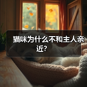 猫咪为什么不和主人亲近？ - 新生家伴