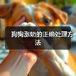 狗狗涨奶的正确处理方法(图3)