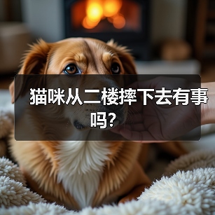 猫咪从二楼摔下去有事吗？ - 新生家伴