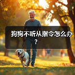 狗狗不听从指令怎么办?(图2) 狗狗不听从指令怎么办?(图2)