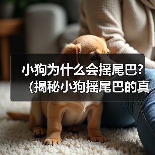 小狗为什么会摇尾巴？（揭秘小狗摇尾巴的真正含义） - 新生家伴