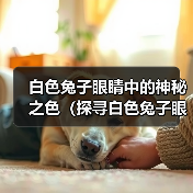 白色兔子眼睛中的神秘之色（探寻白色兔子眼睛中的颜色奥秘）(图2)