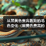从黑黄色贵宾看狗的毛色变化（黑黄色贵宾的毛发变化及原因分析）(图3)