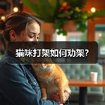 猫咪打架如何劝架？(图3)