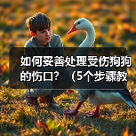 如何妥善处理受伤狗狗的伤口？（5个步骤教你正确处理狗狗的伤口）(图1)
