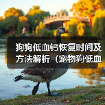 狗狗低血钙恢复时间及方法解析（宠物狗低血钙问题分析与解决方案探讨）(图4)
