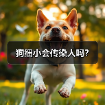 狗细小会传染人吗？