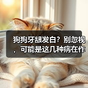 狗狗牙龈发白？别忽视，可能是这几种病在作祟(图2)