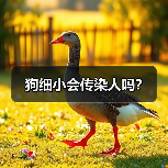 狗细小会传染人吗？(图3)