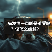 猫发情一直叫是难受吗？该怎么缓解？(图1)