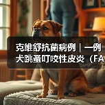 克维舒抗菌病例 | 一例犬跳蚤叮咬性皮炎