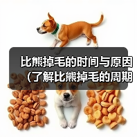 比熊掉毛的时间与原因（了解比熊掉毛的周期和生理变化，掌握科学护理方法）(图4)