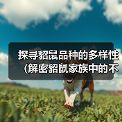 探寻貂鼠品种的多样性（解密貂鼠家族中的不